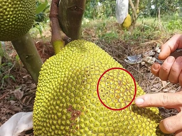 nam mo thay hai mit chin danh con gi